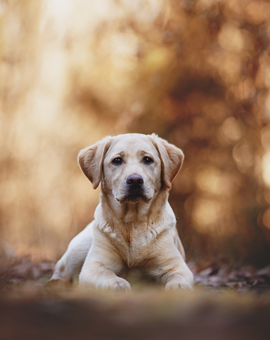 Hotelhund Luna Labrador Retriever