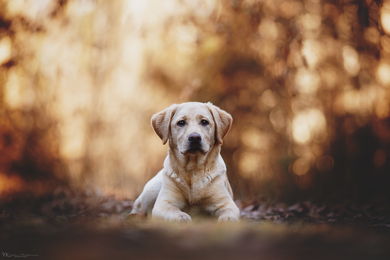 Hotelhund Luna Labrador Retriever