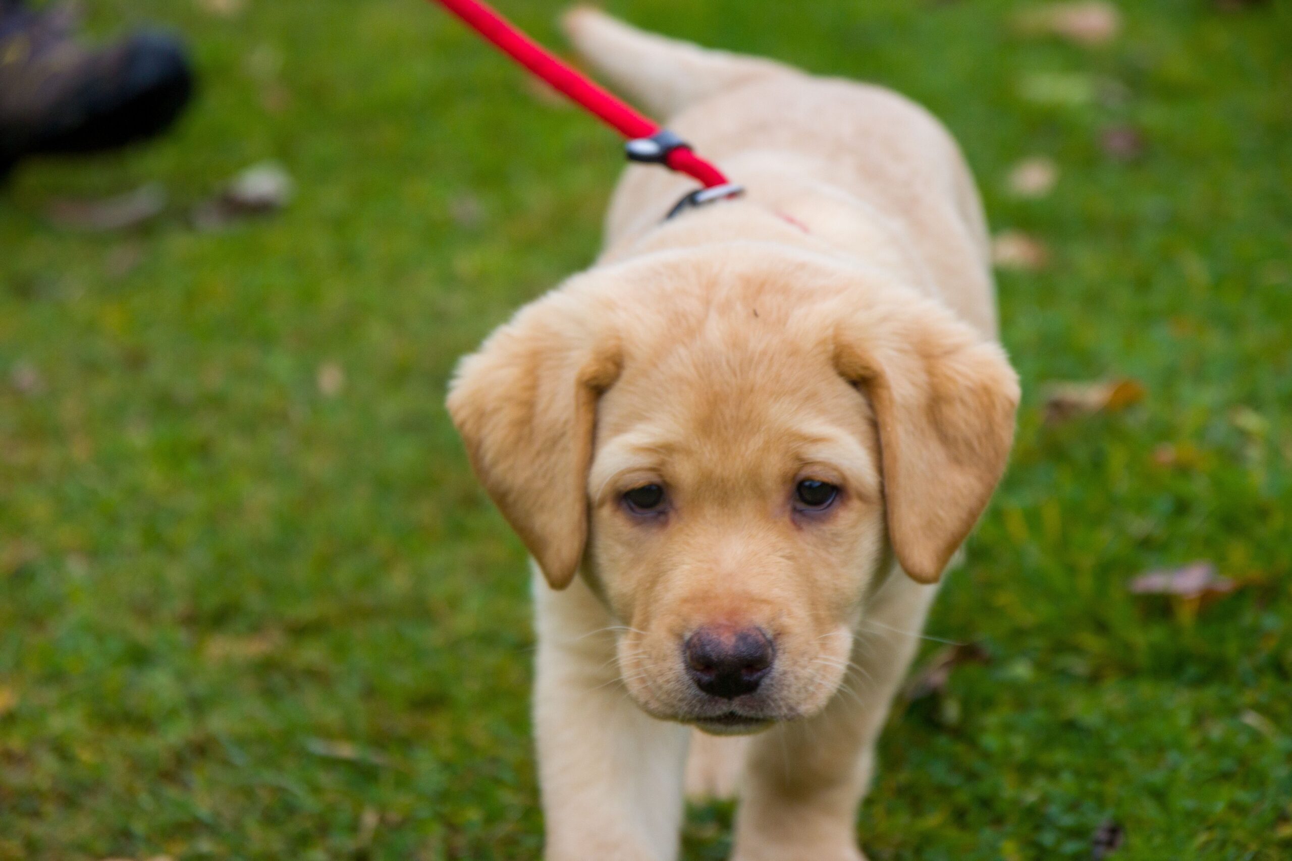 Hotelhund Luna Welpe Labrador Retriever