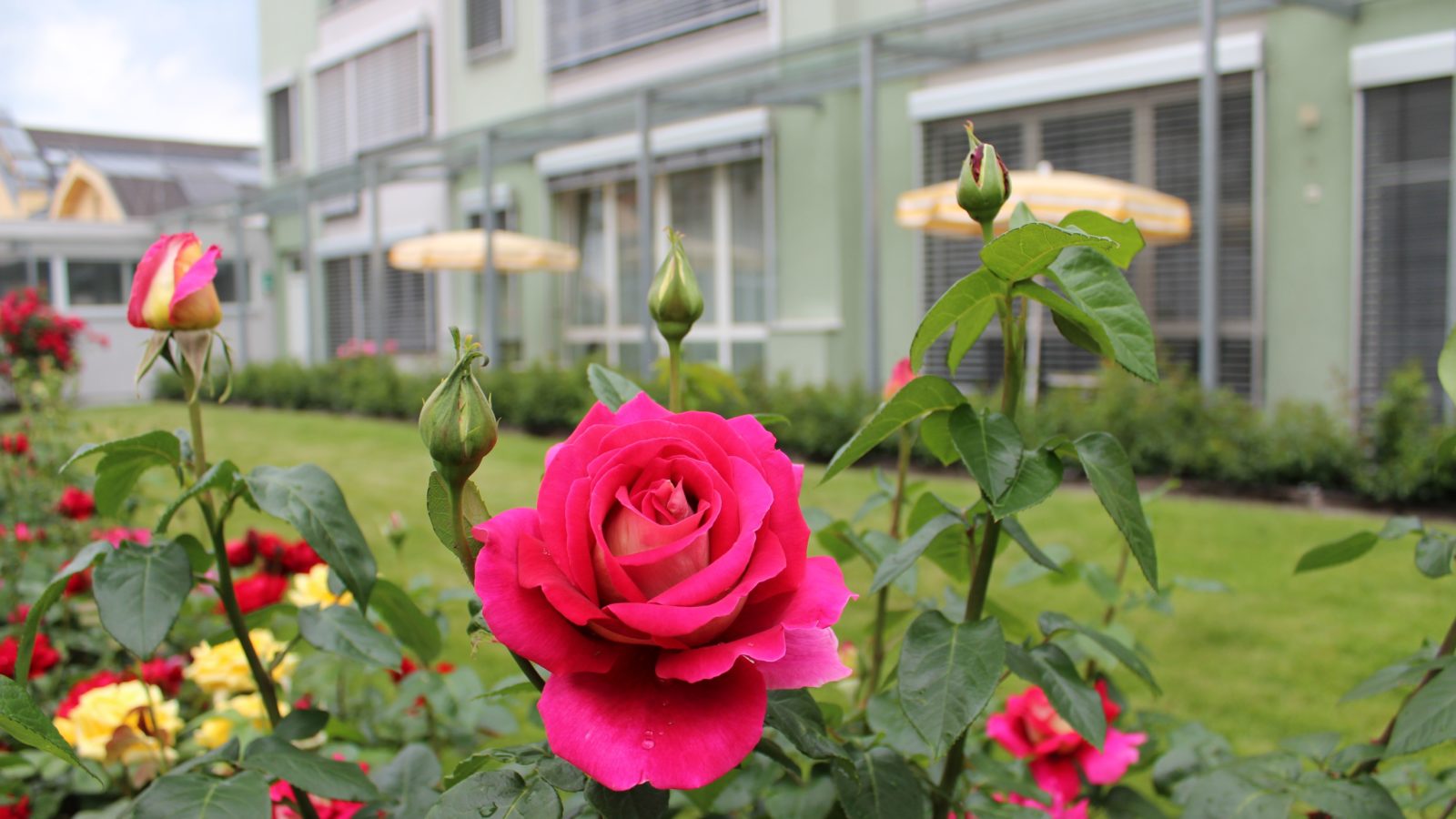 Rose Garden Hotel Gollner