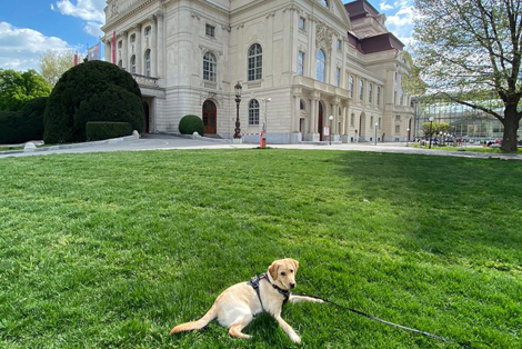 Hundehotel hundefreundlich Graz Oper