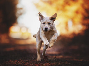 Urlaub mit Hund in Graz (C) Michelle Weber Photography