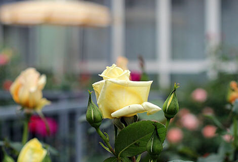 Rosengarten im Hotel Gollner Graz Grüne Oase