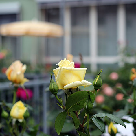 Rosengarten im Hotel Gollner Graz Grüne Oase